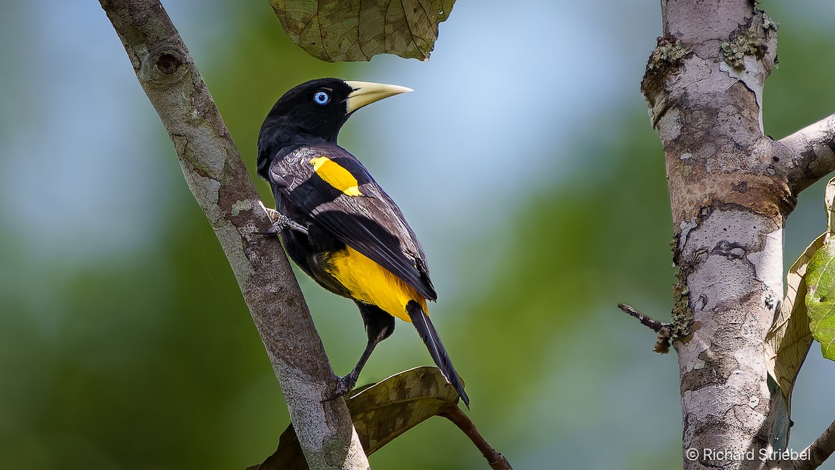 Yellow-rumped Cacique - Richard Striebel