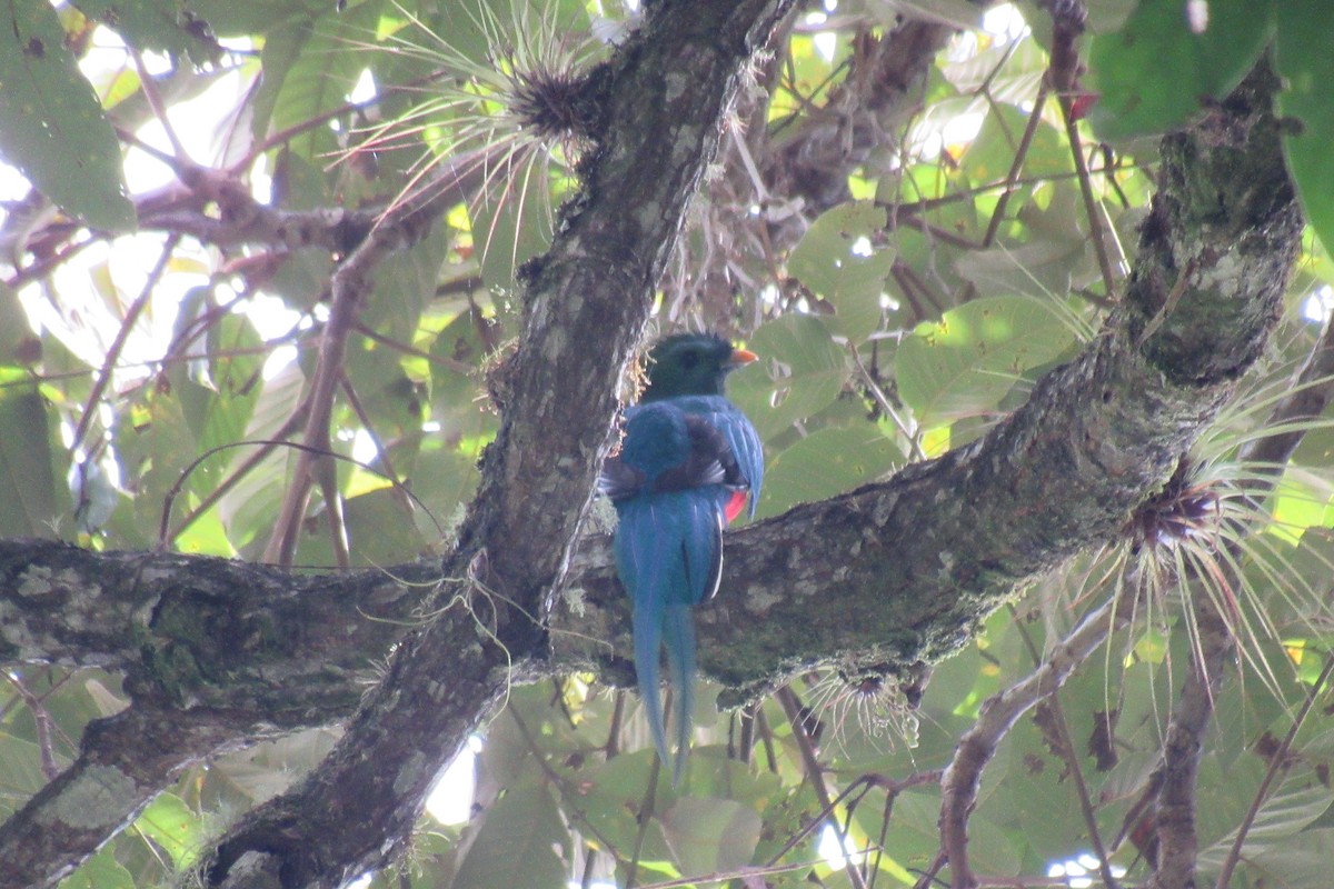 Quetzal Guatemalteco - ML623385639