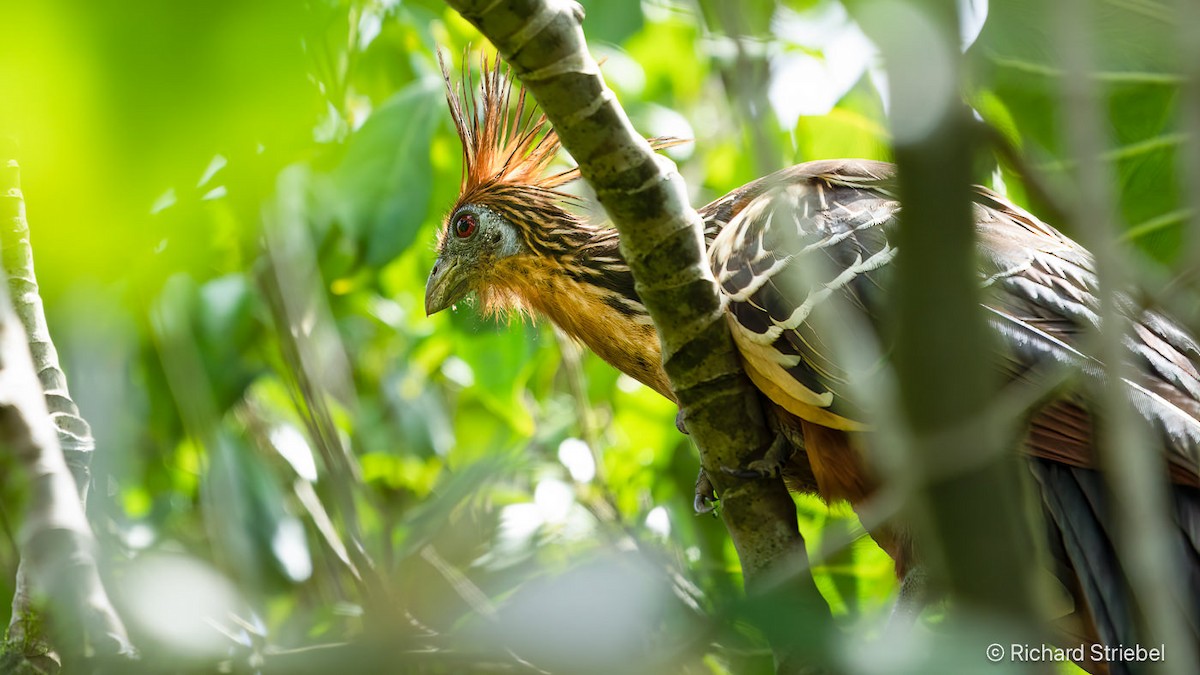 Hoatzin - ML623385640