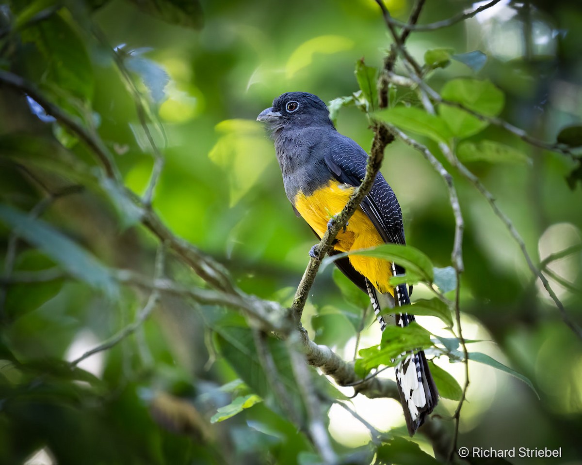 Green-backed Trogon - ML623385641