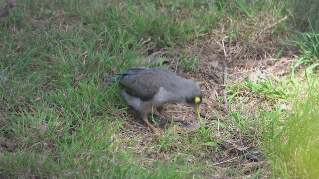 Noisy Miner - ML623385674