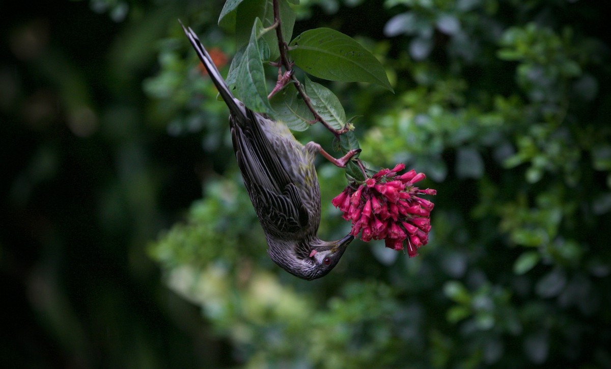 Red Wattlebird - ML623385676