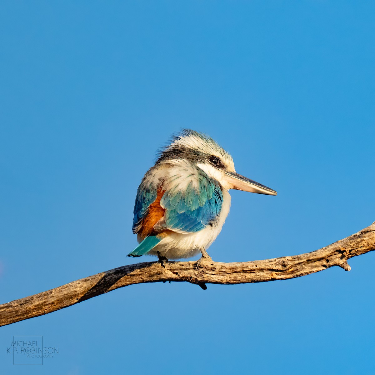 eBird Checklist - 6 Sep 2024 - Mount Korong Nature Conservation Reserve ...