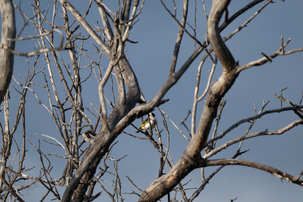 Painted Honeyeater - ML623385710
