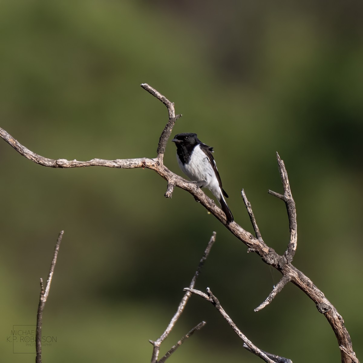 Hooded Robin - ML623385711