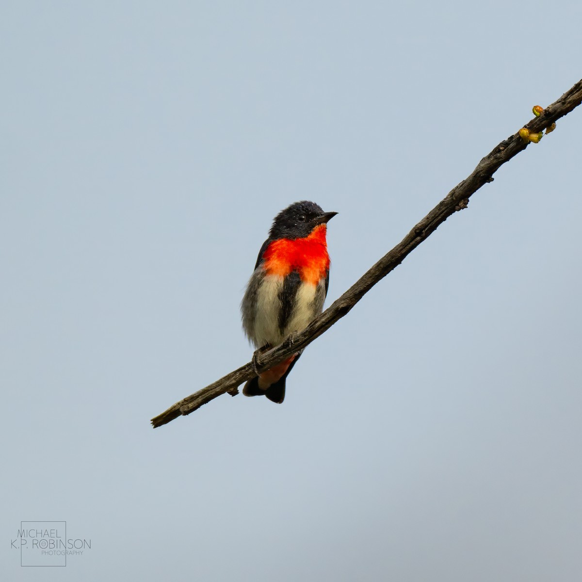 Mistletoebird - ML623385712