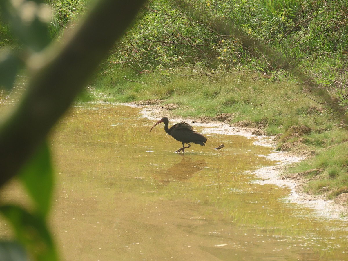 Bare-faced Ibis - ML623385724