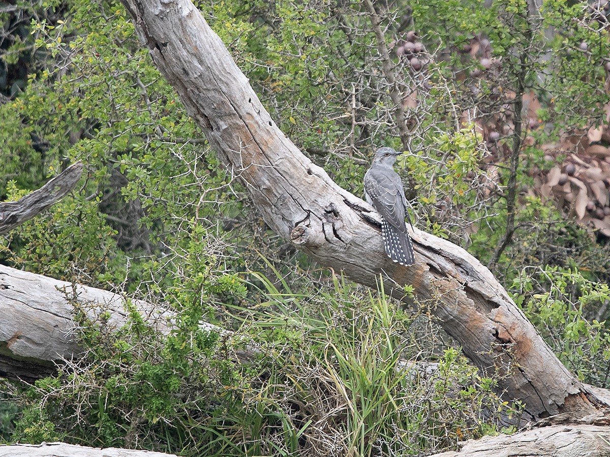 Pallid Cuckoo - ML623385725