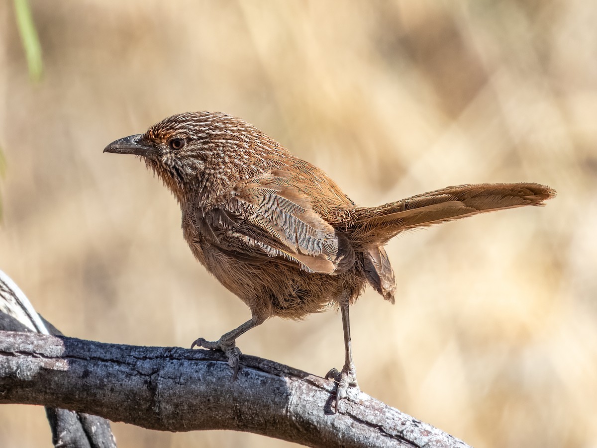 Dusky Grasswren - ML623385752