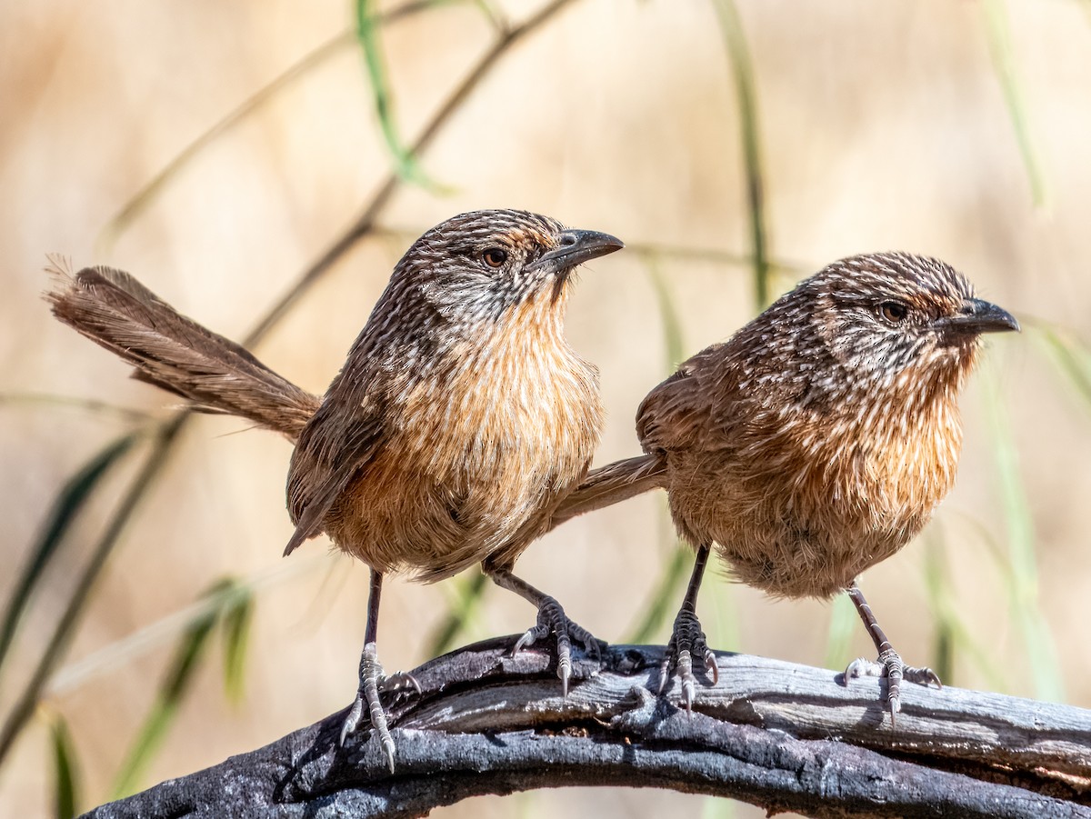 Dusky Grasswren - ML623385753