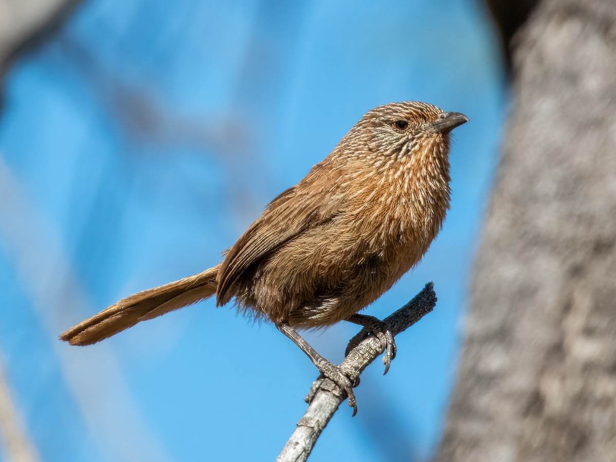 Dusky Grasswren - ML623385758