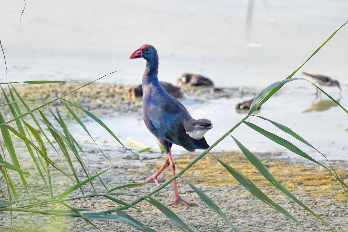 Gray-headed Swamphen - ML623385768