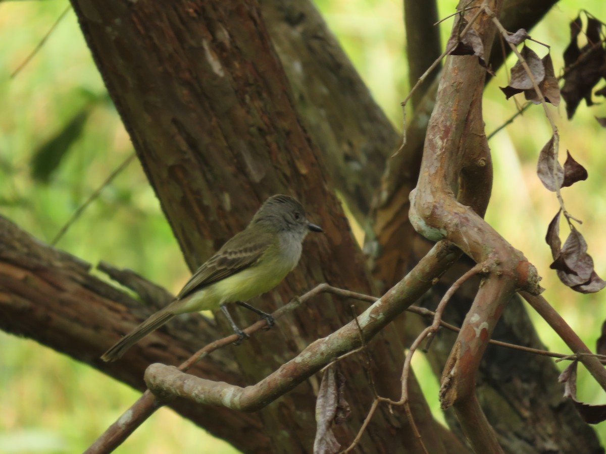 Panama Flycatcher - ML623385770