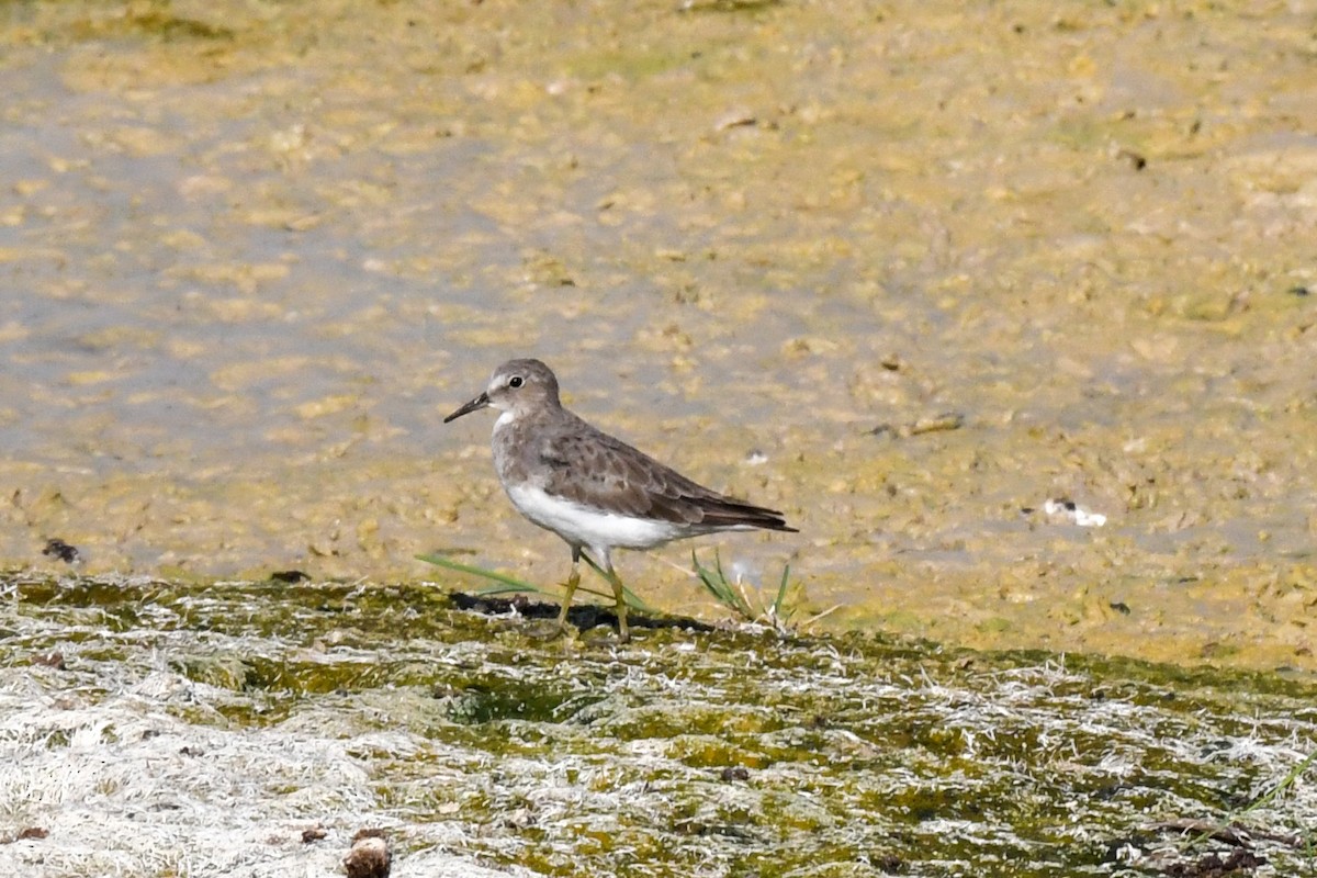 Temminck's Stint - ML623385773