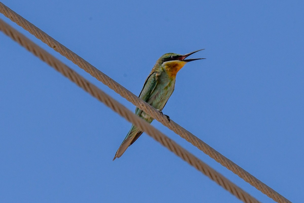 Blue-cheeked Bee-eater - ML623385778