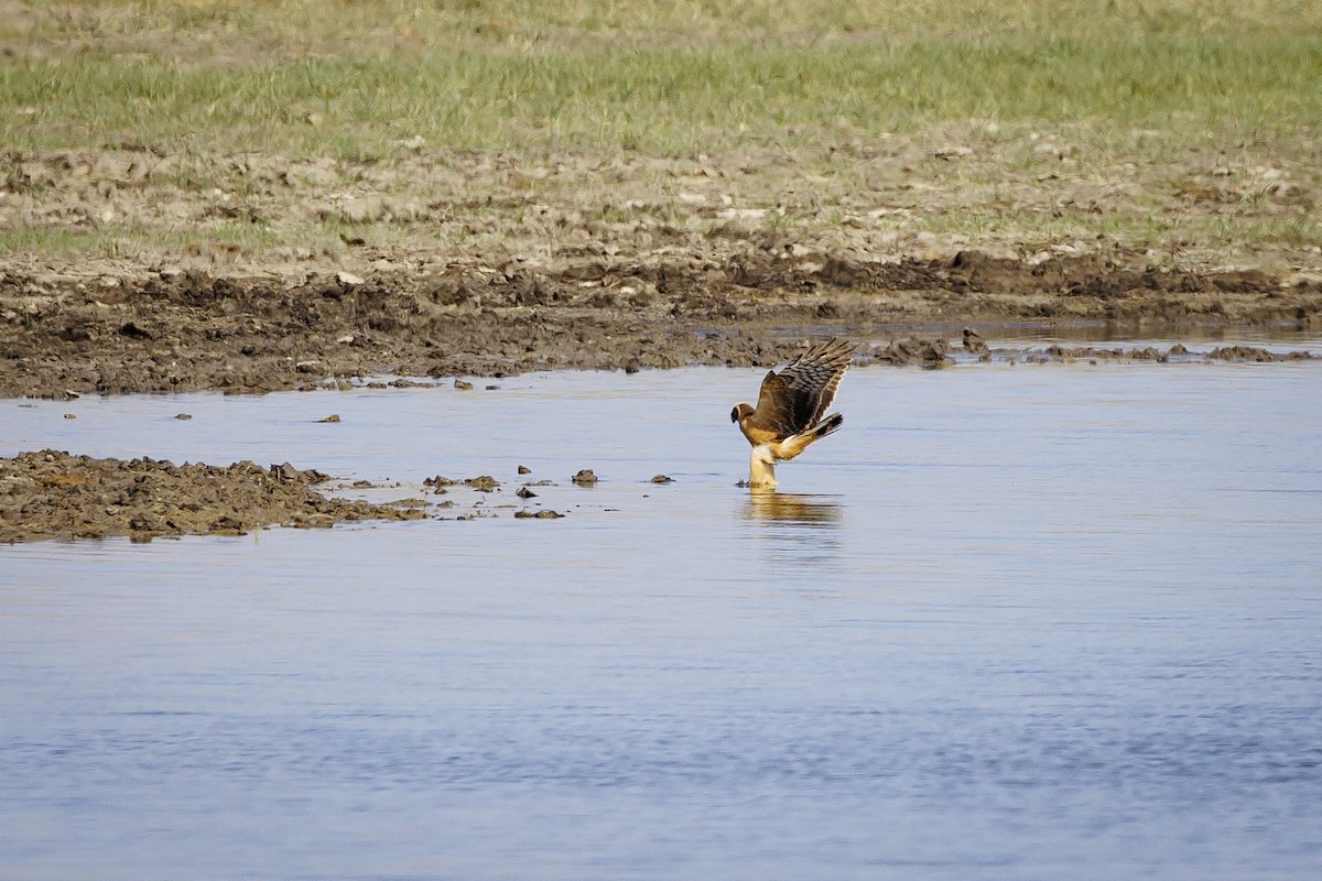 Pallid Harrier - ML623385783