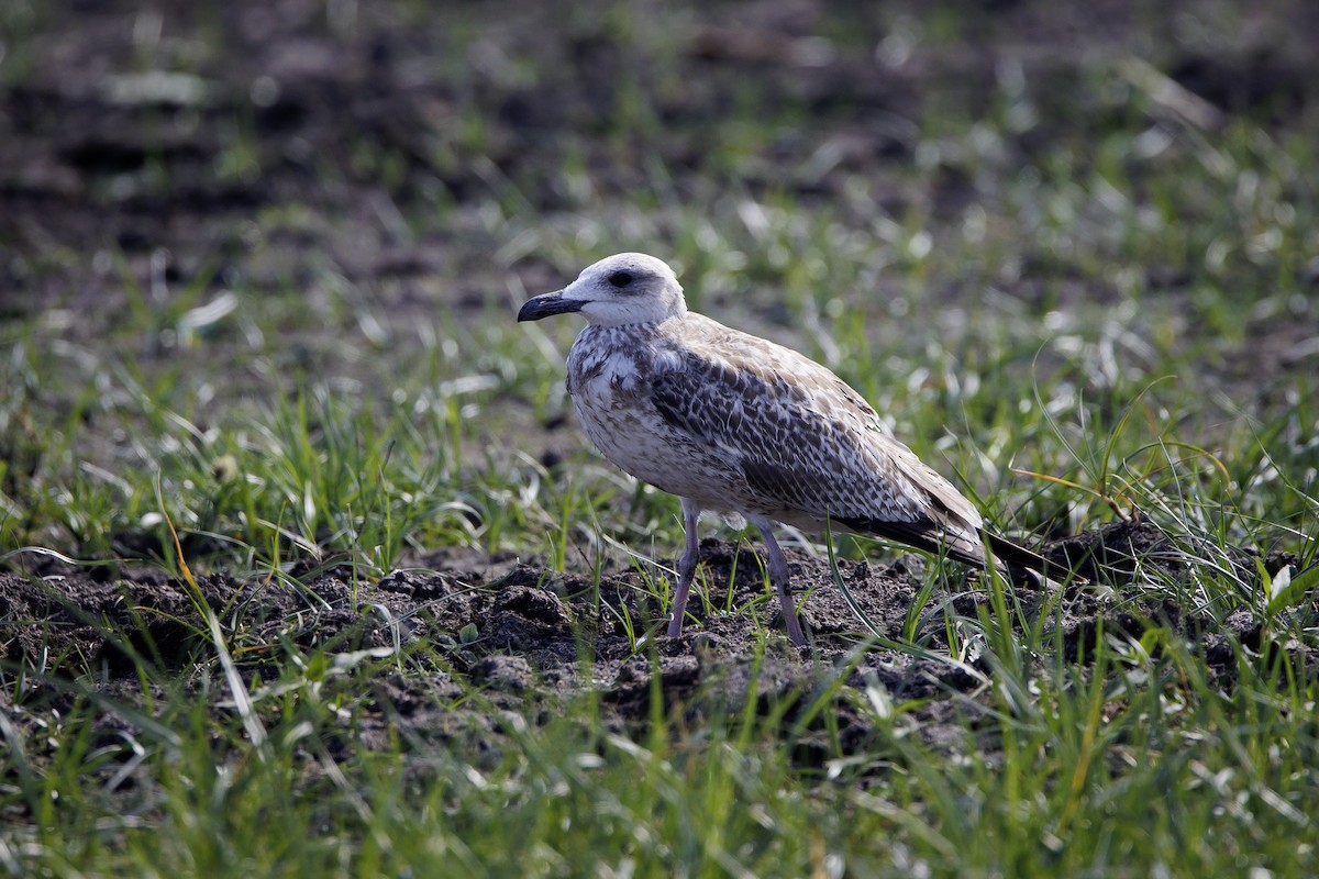 Armenian Gull - ML623385784