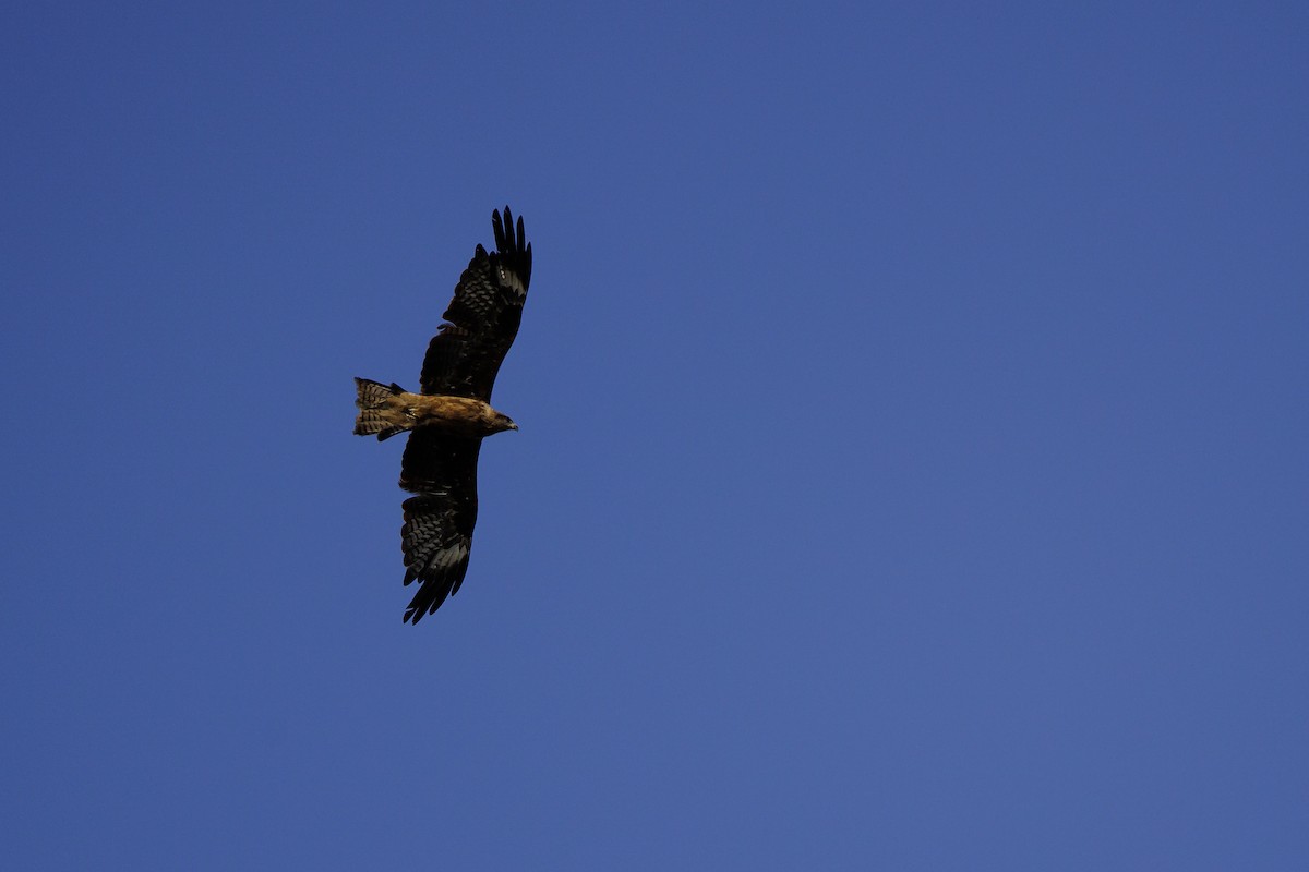 Black Kite - ML623385787