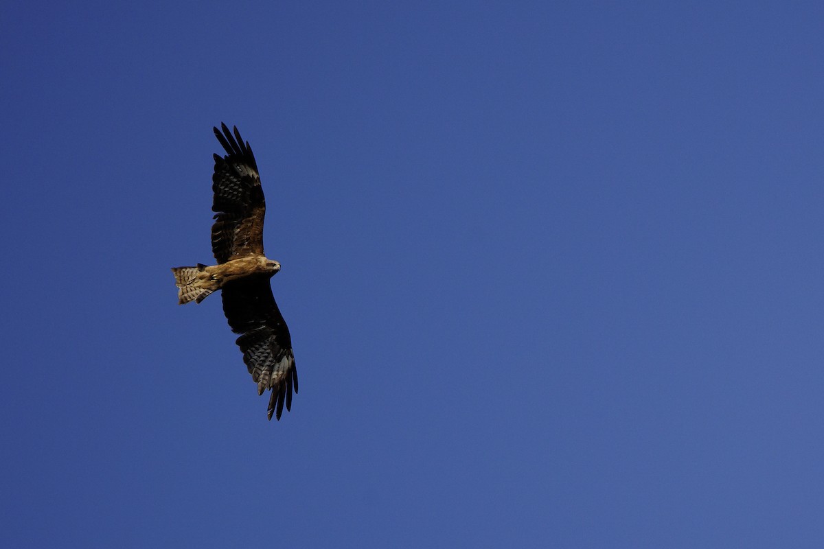 Black Kite - Giorgi Natsvlishvili