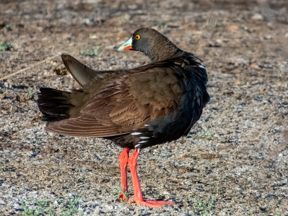 Black-tailed Nativehen - ML623385797