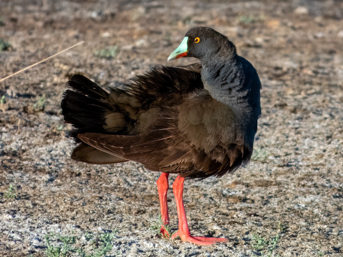 Black-tailed Nativehen - ML623385798