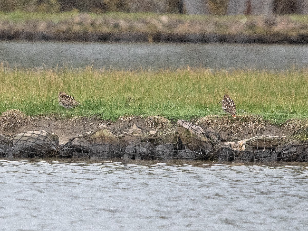 Latham's Snipe - ML623385810