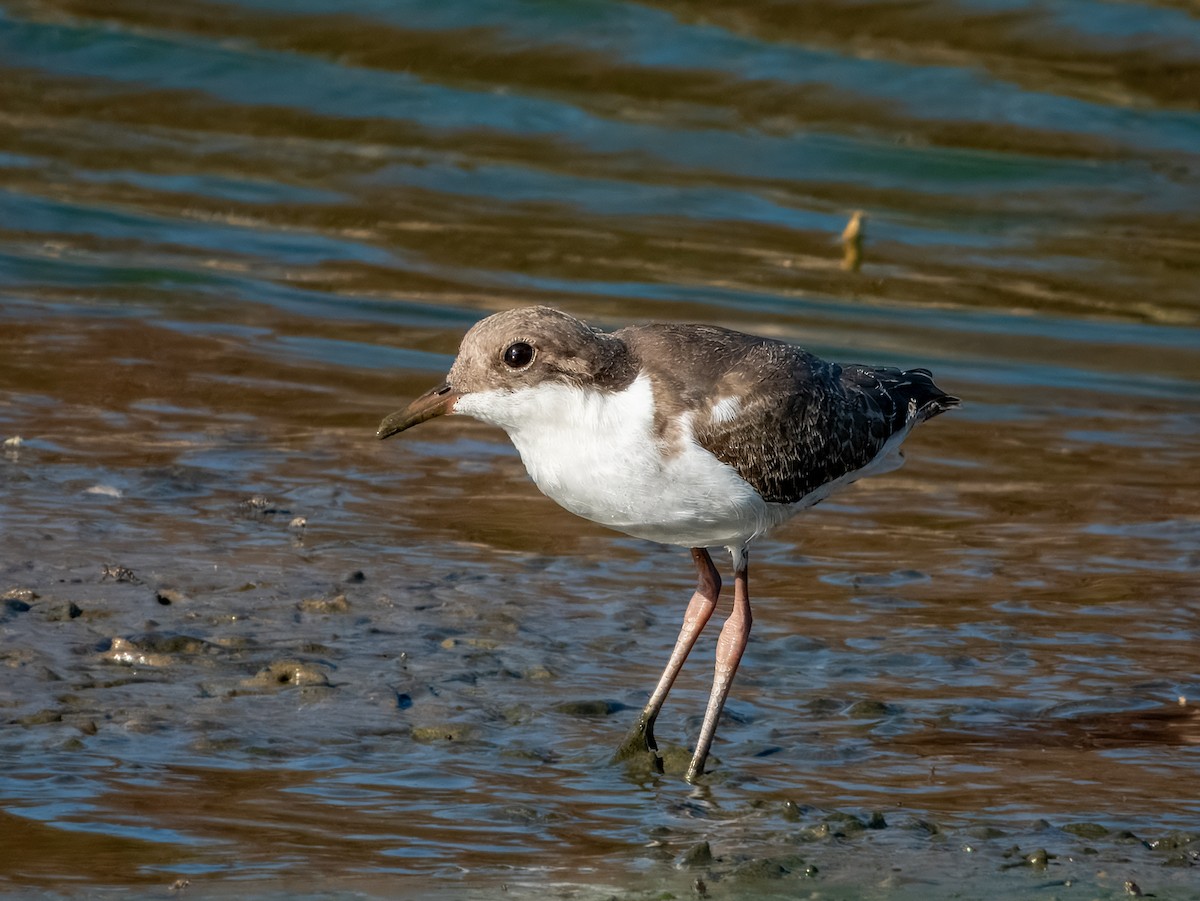 Red-kneed Dotterel - ML623385814