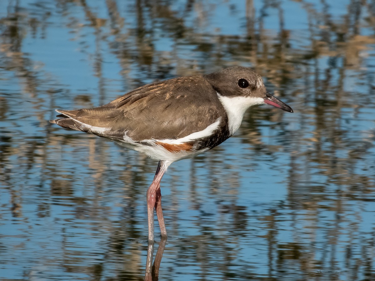 Red-kneed Dotterel - ML623385815