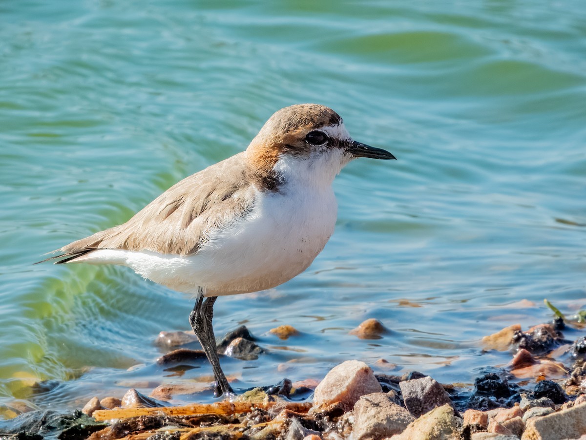 Red-capped Plover - ML623385819