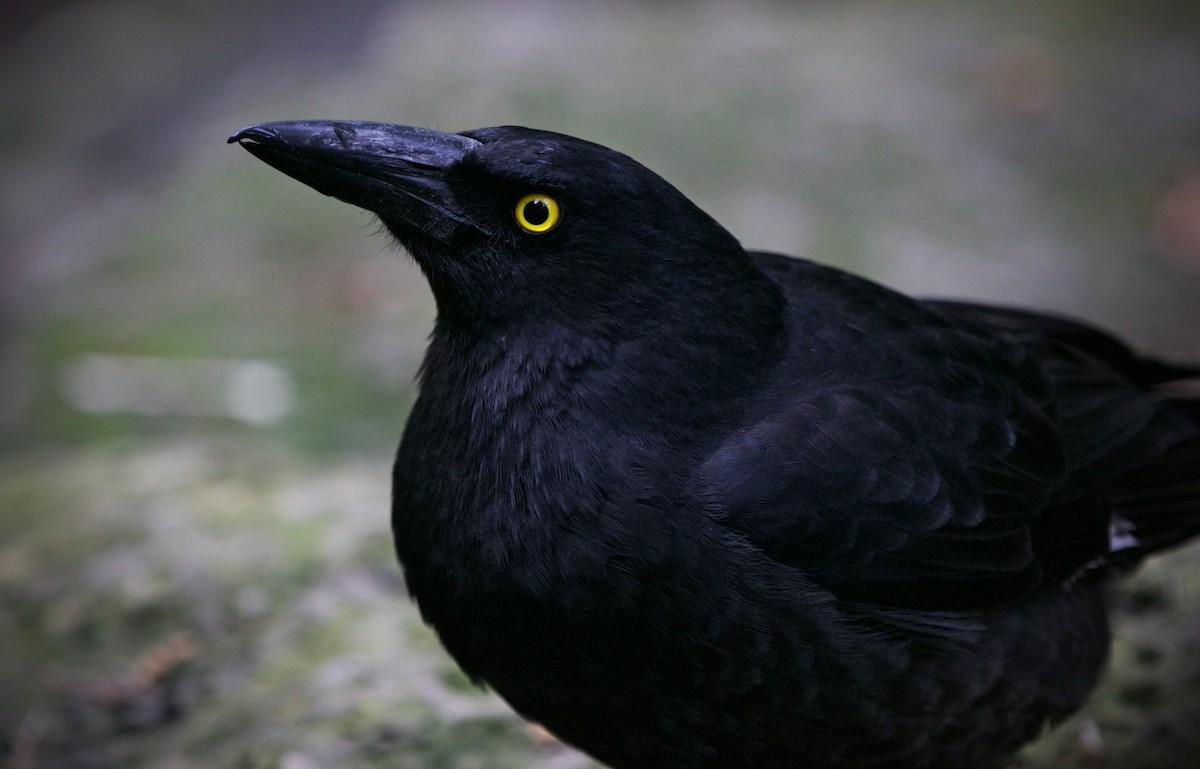 Pied Currawong - ML623385824