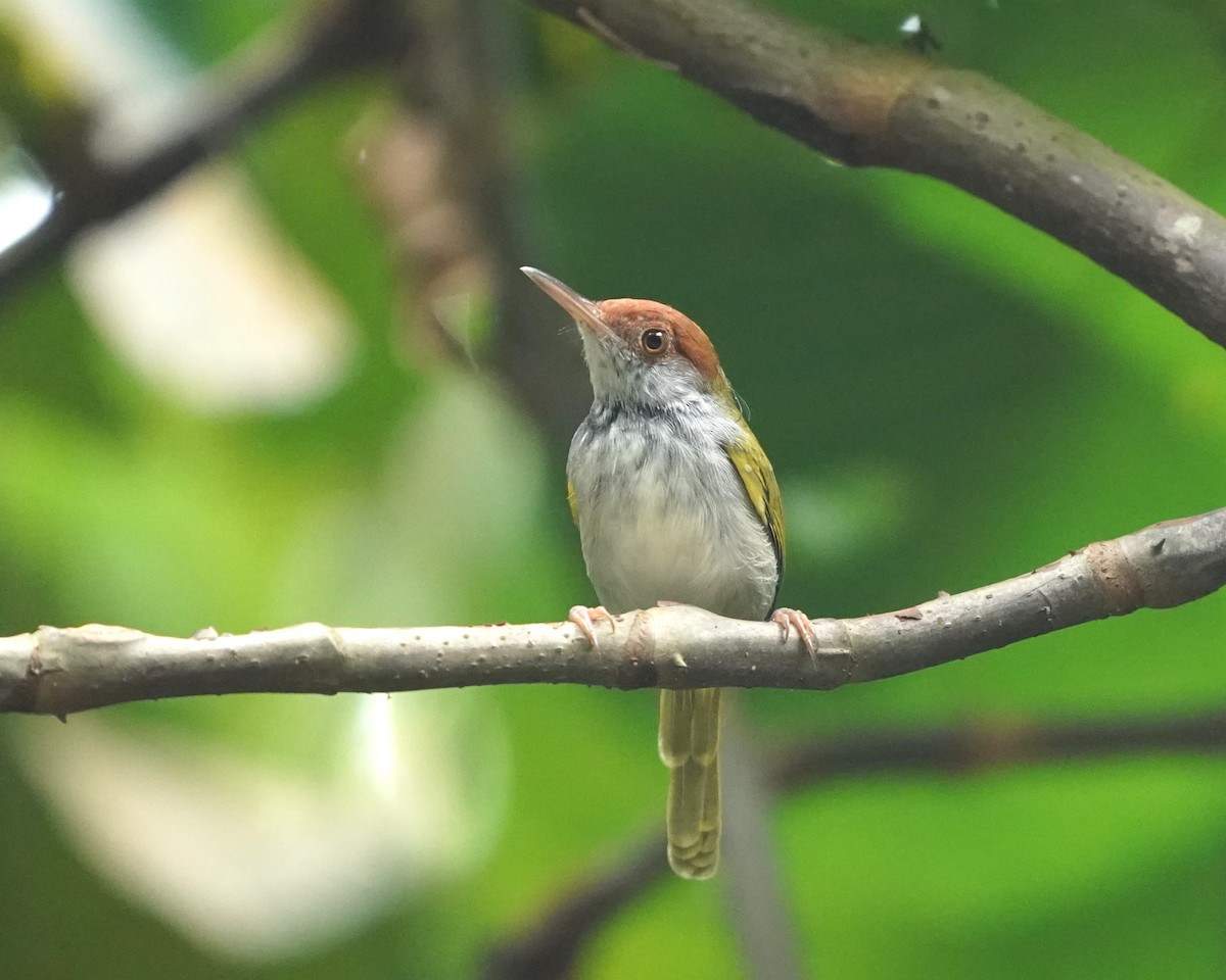 Dark-necked Tailorbird - Keng Keok Neo