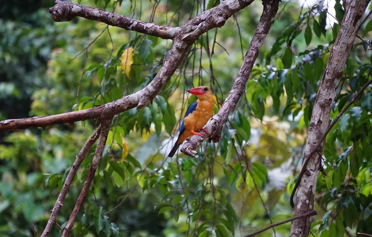 Stork-billed Kingfisher - ML623385852