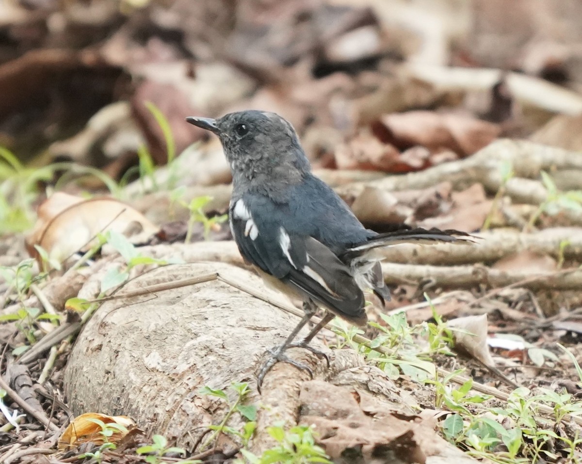 Oriental Magpie-Robin - Keng Keok Neo