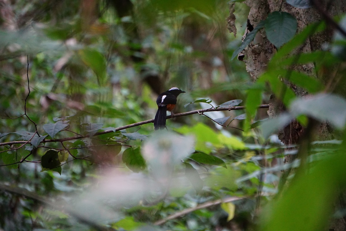 White-crowned Shama - ML623385861