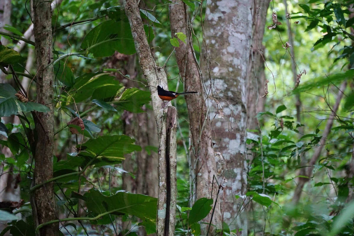 White-crowned Shama - ML623385862