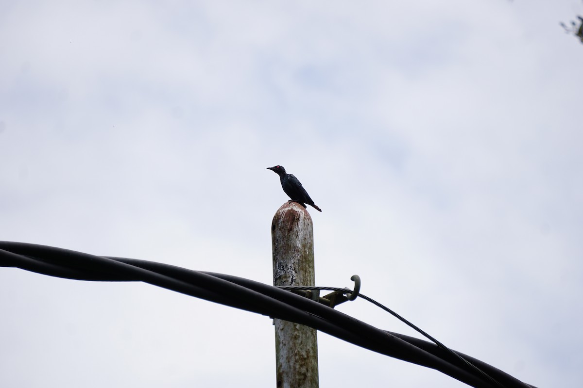 Asian Glossy Starling - ML623385864