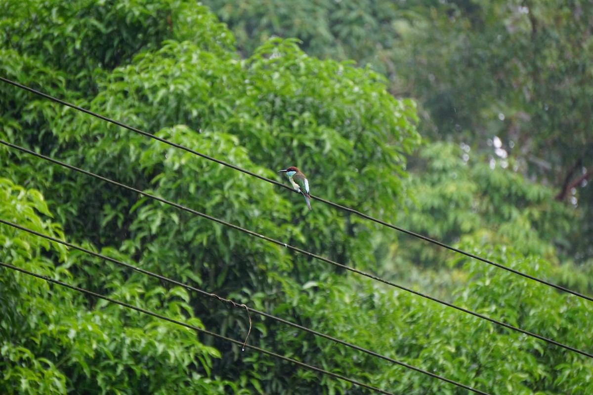 Blue-throated Bee-eater - ML623385866