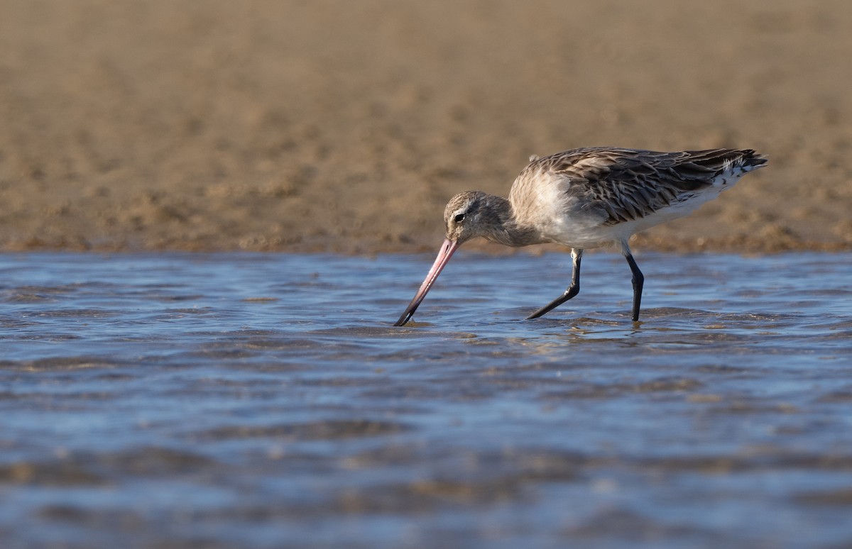 Bar-tailed Godwit - ML623385875