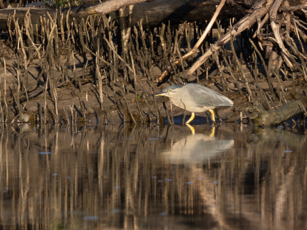 Striated Heron - ML623385880