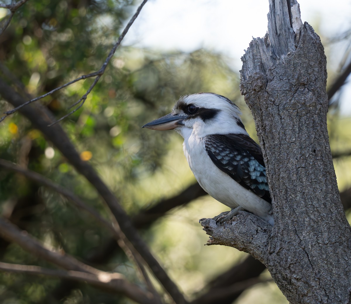 Laughing Kookaburra - ML623385882