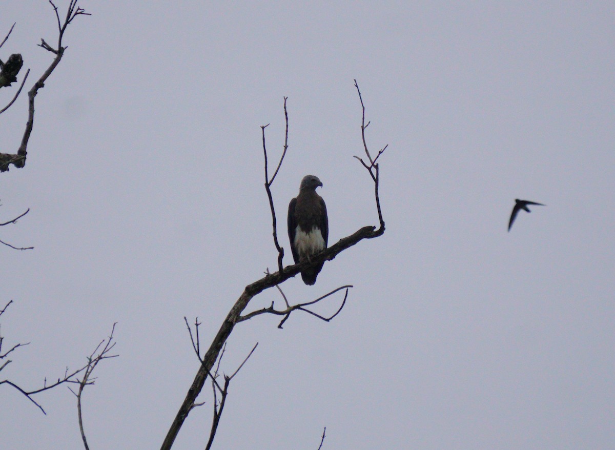 Lesser Fish-Eagle - ML623385884