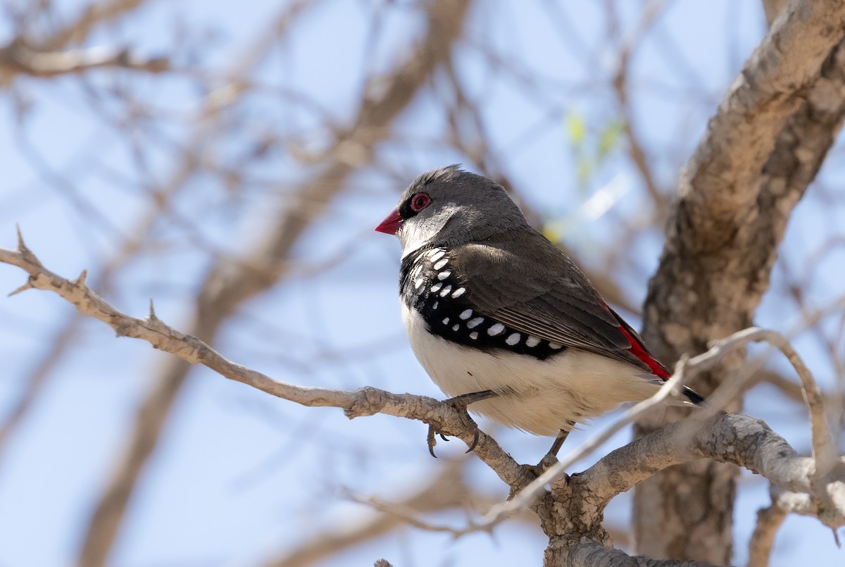 Diamond Firetail - ML623385915