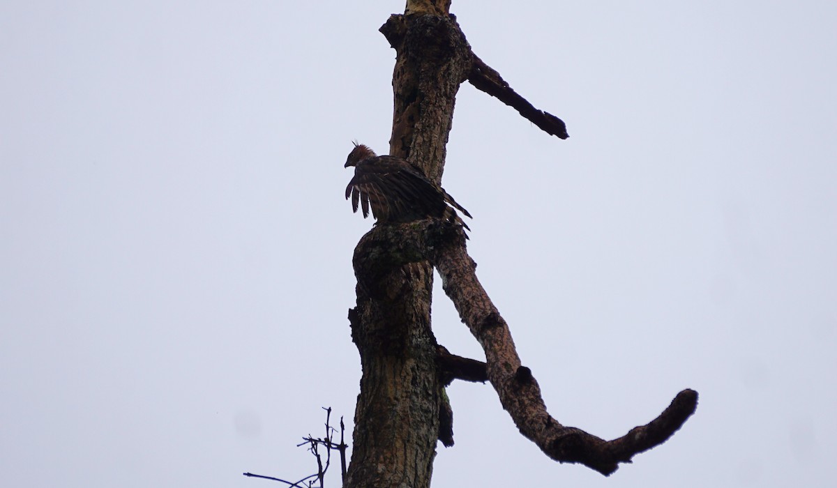 Wallace's Hawk-Eagle - ML623385923