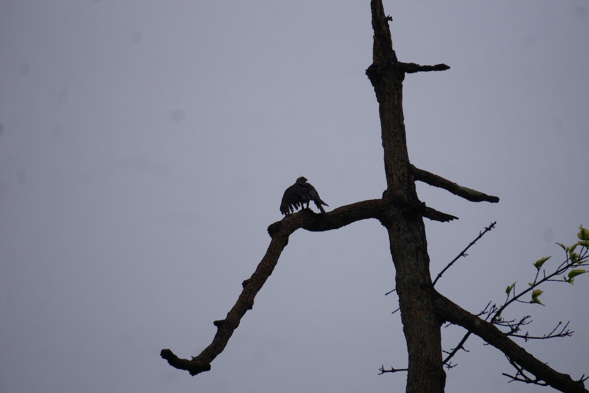 Wallace's Hawk-Eagle - ML623385925