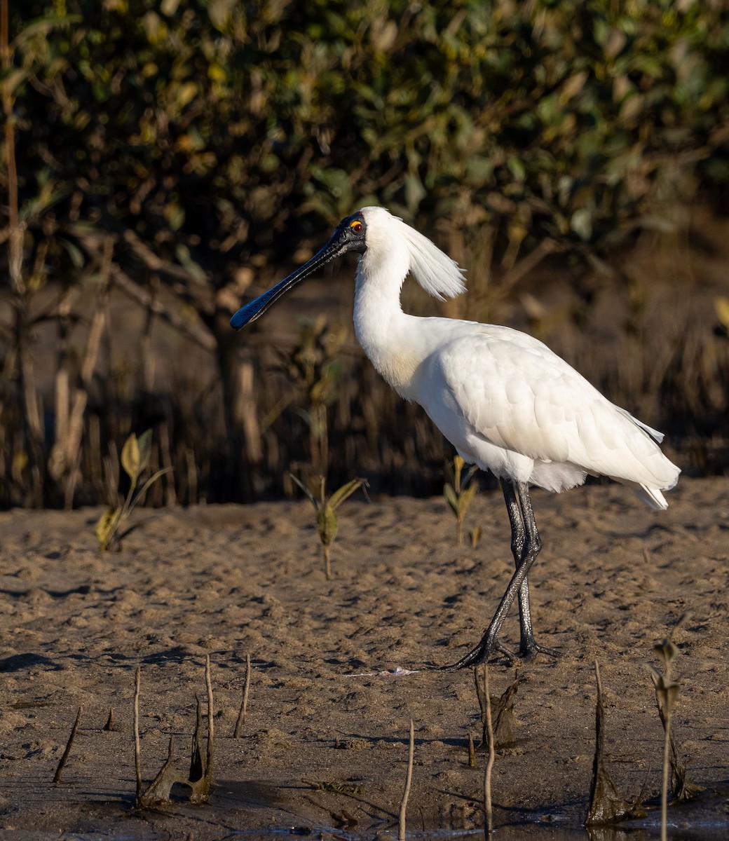 Royal Spoonbill - ML623385927