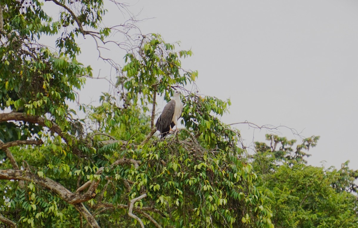 White-bellied Sea-Eagle - ML623385934