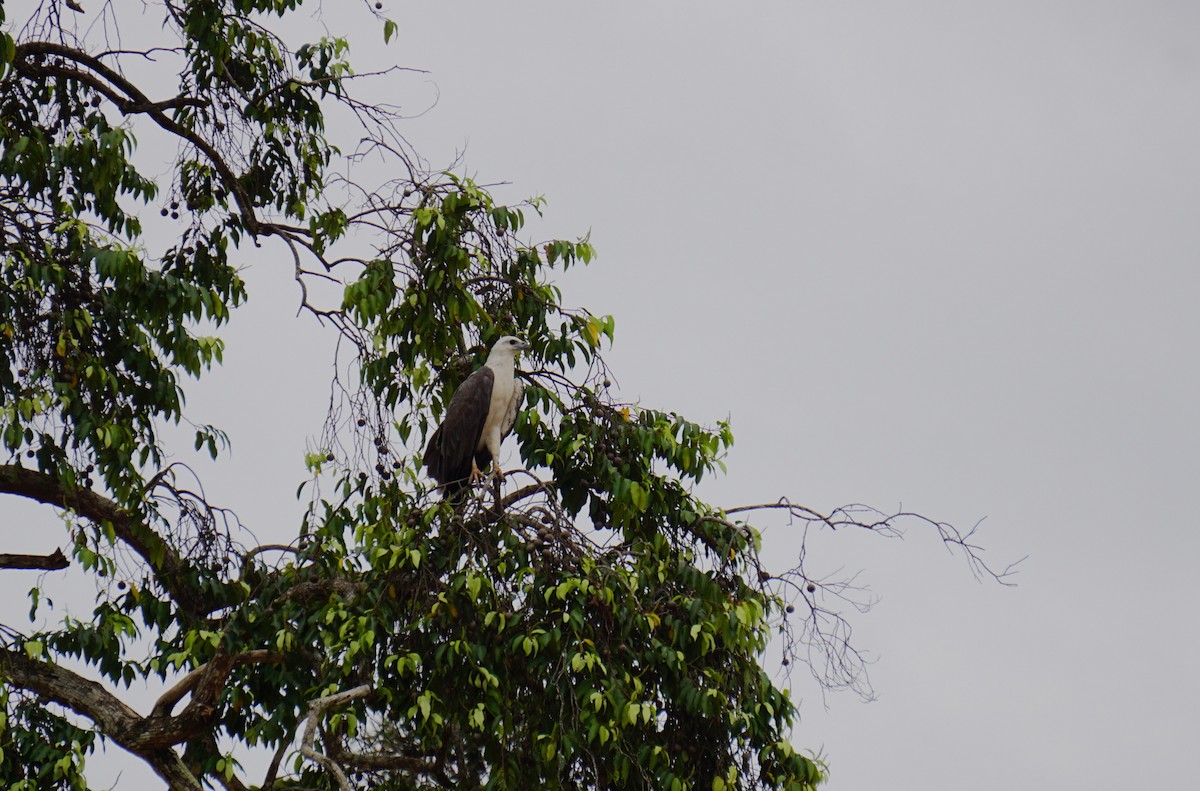 White-bellied Sea-Eagle - ML623385935