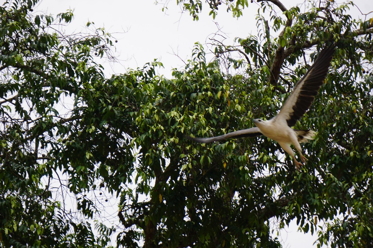 White-bellied Sea-Eagle - ML623385936