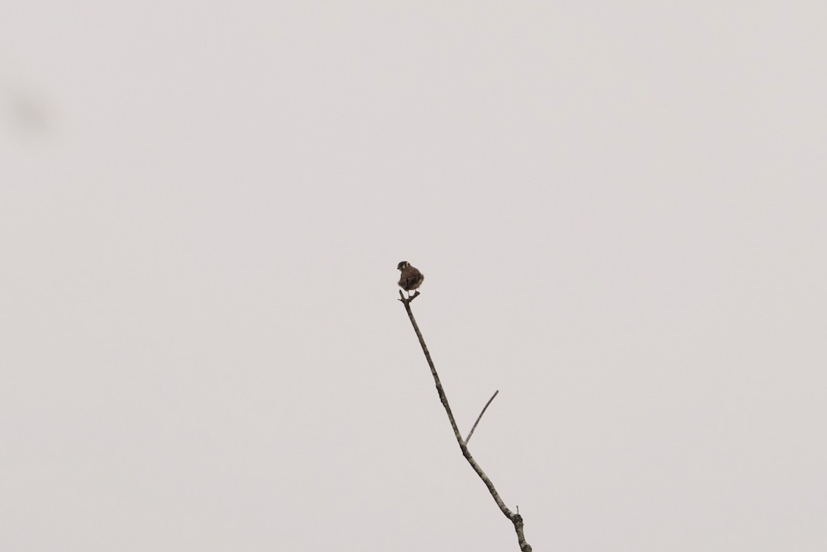 American Kestrel - ML623385959