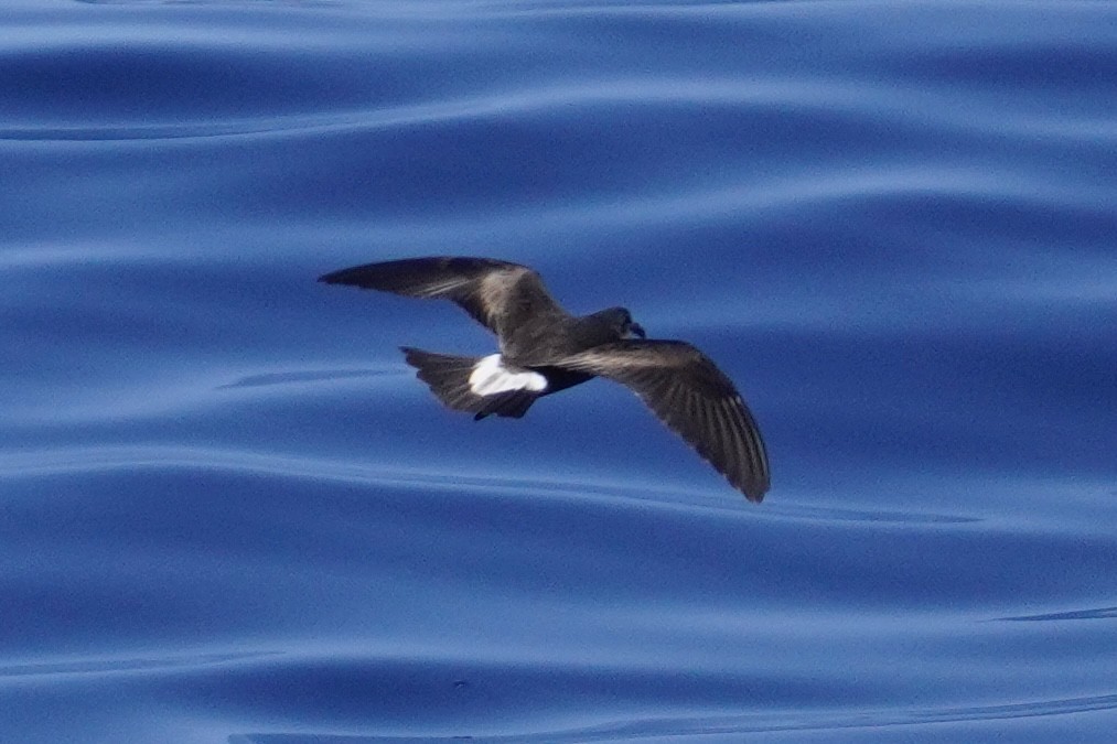 Leach's/Townsend's Storm-Petrel (white-rumped) - ML623385971